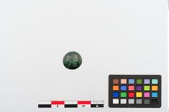 Foto von Bronzeniet (NHMW-PRAE-024382)